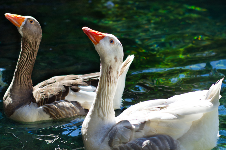 Perge Doğa Evleri Sevimli Kazlar