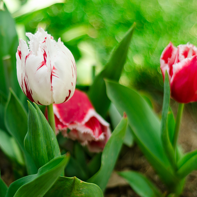 Özgürce Kullanabileceğiniz Lale Resimleri