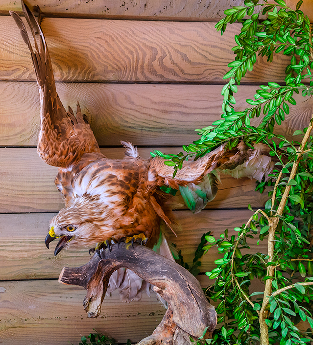 Kaya Kartalı ve Vahşi Doğal Yaşam