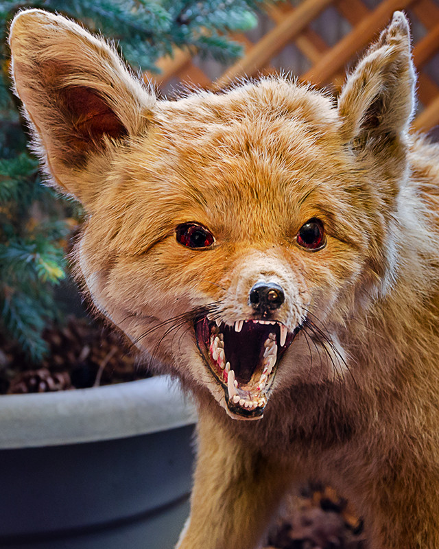 Kızıl Tilki Vahşi Yaşam ve Doğa