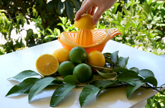 Limon Sıkacağında Sıkılan Limon ve Dalından Yeni Toplanmış Yeşil ve Sarı Limonlar