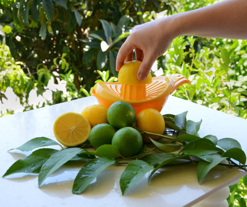 Limon Sıkacağında Sıkılan Limon ve Dalından Yeni Toplanmış Limonlar