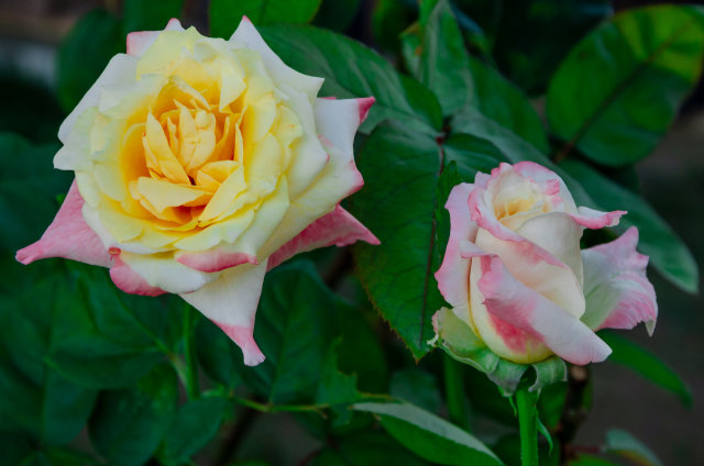 Bayan Bu Çiçekler Size Gül Bahçesi Gibi Olsun Hayatınız