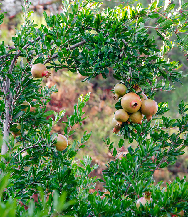 Nar Ağacı ve Ağaçta Narlar