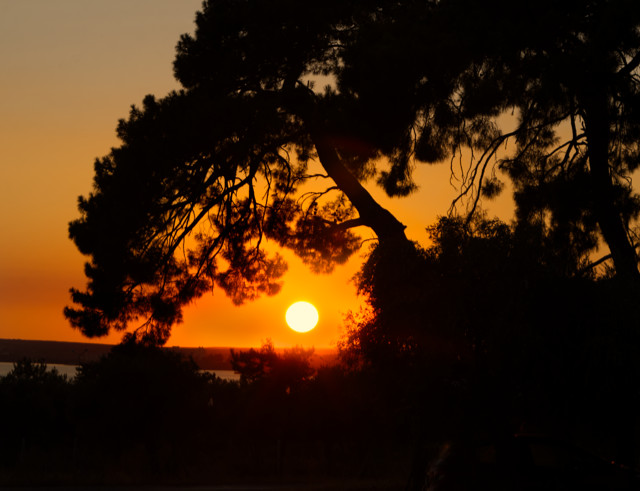 Günbatımı Ağaçlar ve Deniz