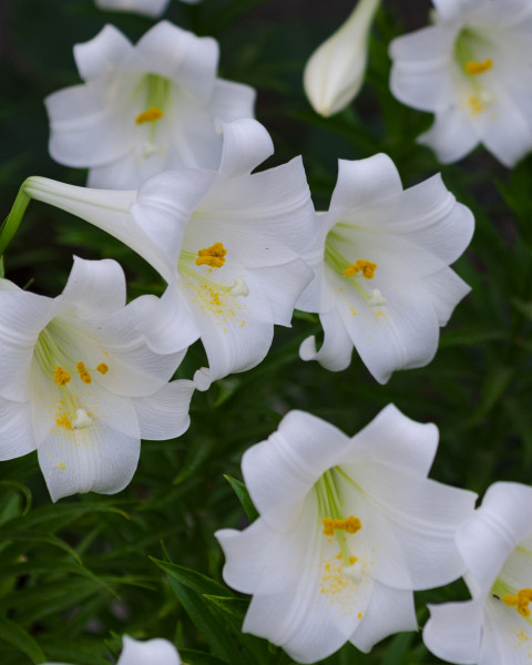 Beyaz Zambaklar Çiçek Resimleri 3