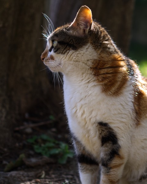 Kedisever Dostlarım İçin Bir Sokak Kedisi Profili
