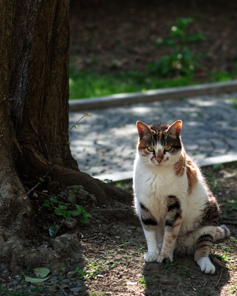 Kedisever Dostlarım İçin Bir Sokak Kedisi Resmi