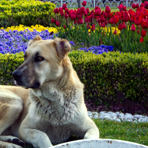 Sokak Köpeği Sevimli Dostlarımızdan 2