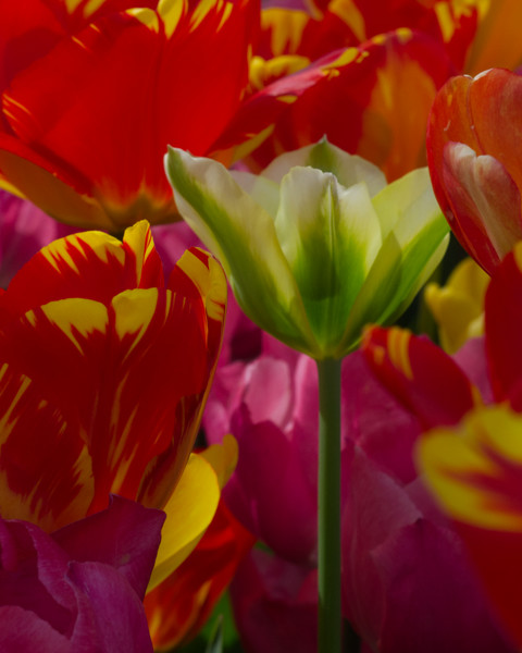 İstanbul'da Lale Zamanı Emirgan Korusunda Laleler 4