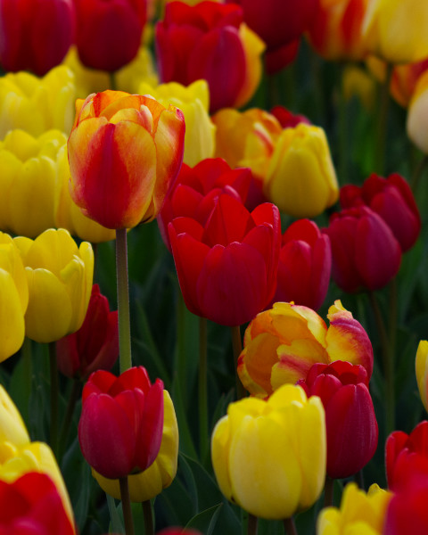 İstanbul'da Lale Zamanı Emirgan Korusunda Laleler 6