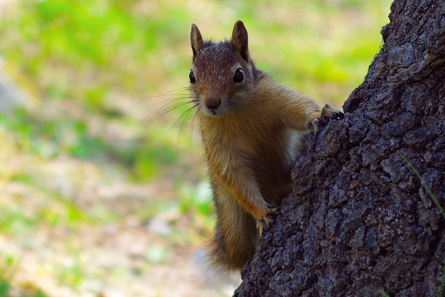 Sevimli Meraklı Sincap Arkadaşım 1