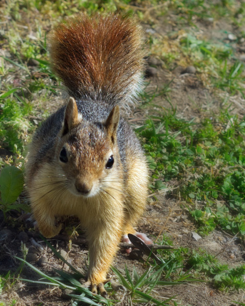 Sevimli Meraklı Sincap Arkadaşım 2
