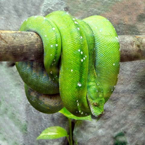 Yılan Yeşil Ağaç Pitonu
